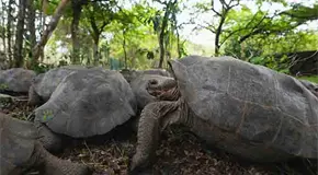 Tortugas gigantes vuelven a Gal&aacute;pagos
