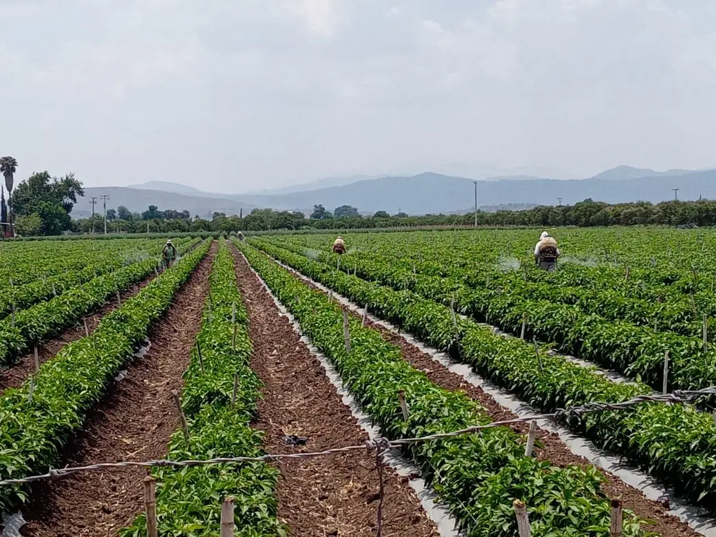 Baja cosecha de hortalizas; productores siembran sandía