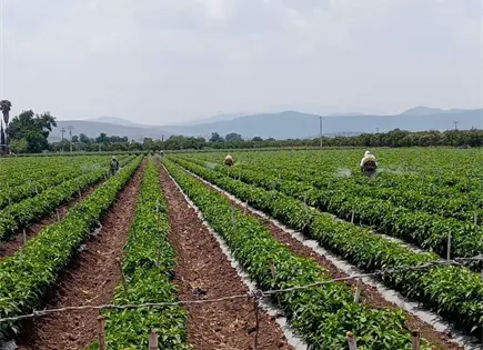 Baja cosecha de hortalizas; productores siembran sandía Baja cosecha de hortalizas; productores siembran sandía