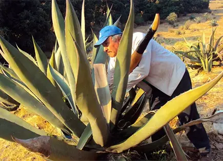 DÍA NACIONAL DEL PULQUE Y LAS MÁSCARAS DE MAGUEY DÍA NACIONAL DEL PULQUE Y LAS MÁSCARAS DE MAGUEY
