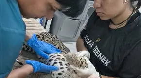 Muere ocelote atropellado en v&iacute;a de la zona urbana