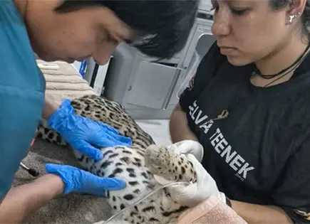 Muere ocelote atropellado en v&iacute;a de la zona urbana