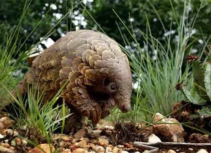 Pangol&iacute;n, el mam&iacute;fero m&aacute;s traficado