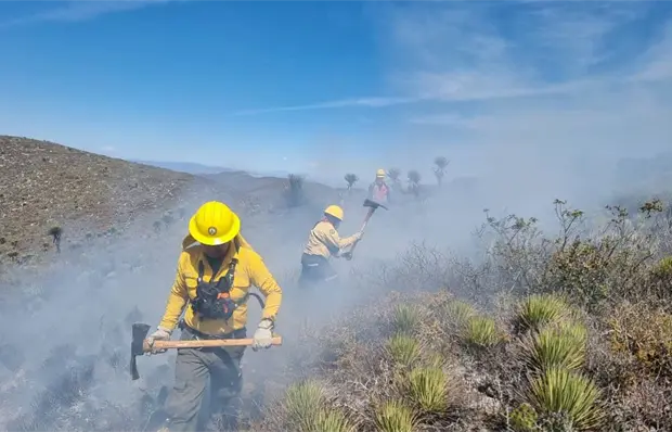 Suman 17 mil hect&aacute;reas afectadas por incendios; hay un detenido