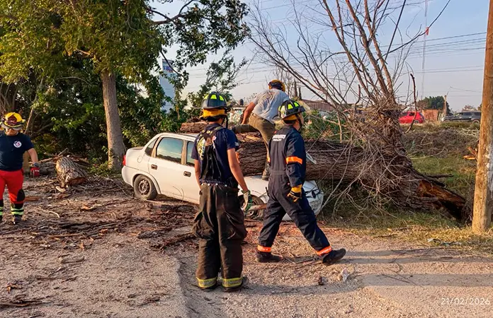 Se colapsa árbol y daña un vehículo