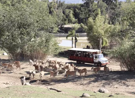 Turistas en Zool&oacute;gico Guadalajara permanecen varados por bloqueos