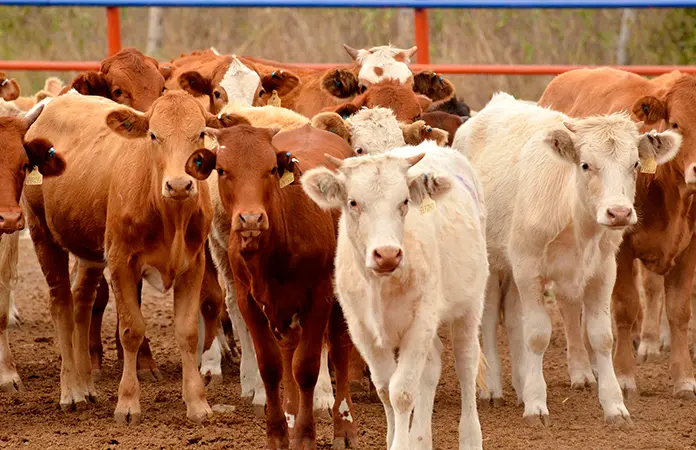 Piden a ganaderos vacunar sus animales