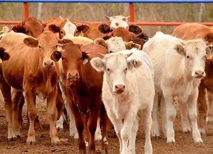 Piden a ganaderos vacunar sus animales