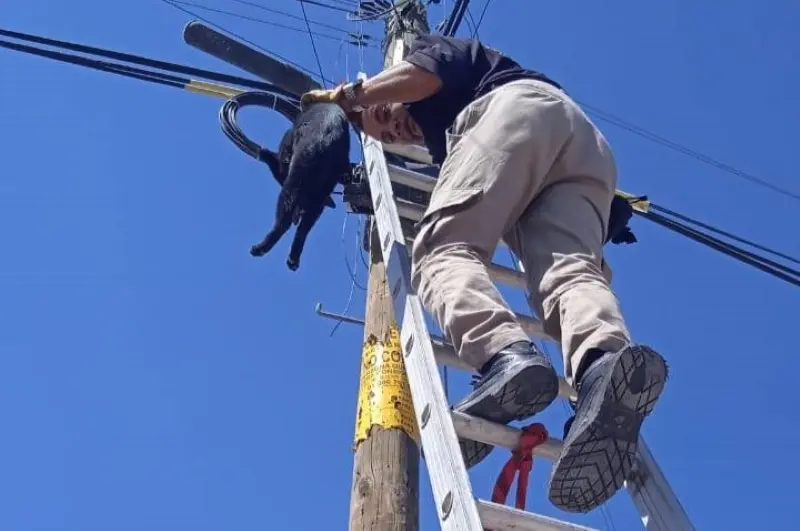 Rescatan a felino en lo alto de poste al norte de la capital