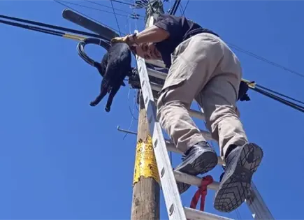 Rescatan a felino en lo alto de poste al norte de la capital Rescatan a felino en lo alto de poste al norte de la capital