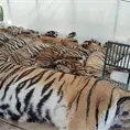 Mueren 72 tigres en una reserva en Tailandia