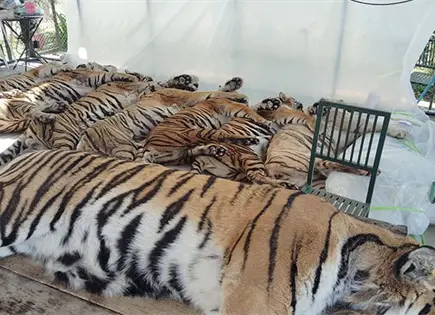 Mueren 72 tigres en una reserva en Tailandia Mueren 72 tigres en una reserva en Tailandia