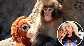 Lanzan corrido por Punch, mono beb&eacute; viral en TikTok