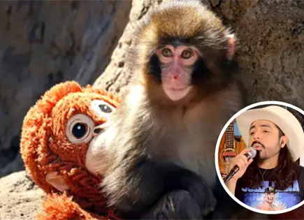 Lanzan corrido por Punch, mono bebé viral en TikTok Lanzan corrido por Punch, mono bebé viral en TikTok