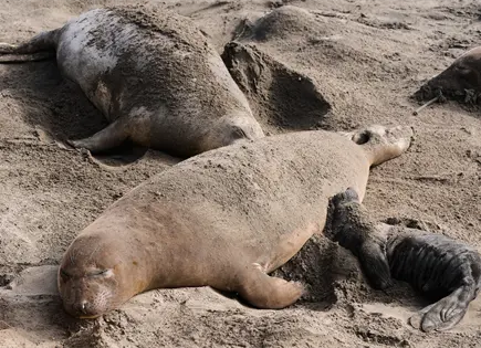 Siete elefantes marinos con virus de gripe aviar en California