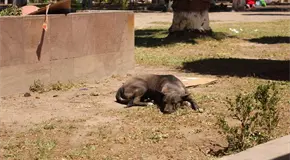 Estiman 400 mil animales en situaci&oacute;n de calle en la capital