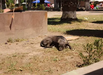 Estiman 400 mil animales en situación de calle en la capital Estiman 400 mil animales en situación de calle en la capital