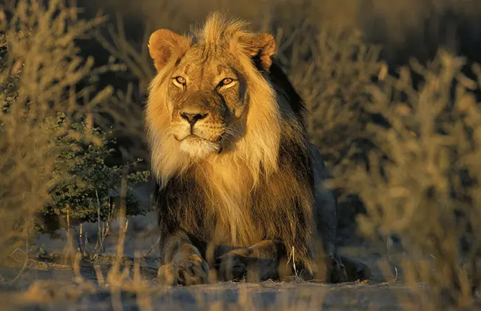 emociones místicas en animales