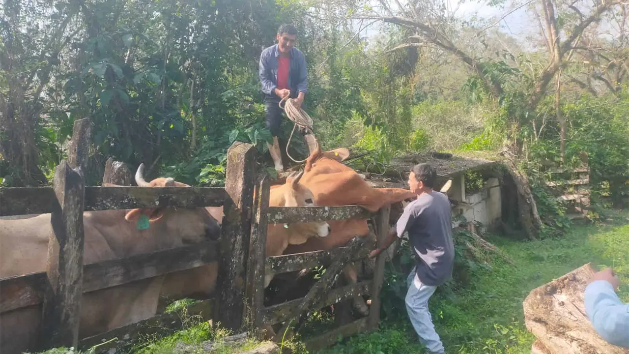 Gobierno tiene "bajo control" el gusano barrenador en SLP