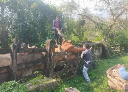 Gobierno tiene "bajo control" el gusano barrenador en SLP Gobierno tiene "bajo control" el gusano barrenador en SLP