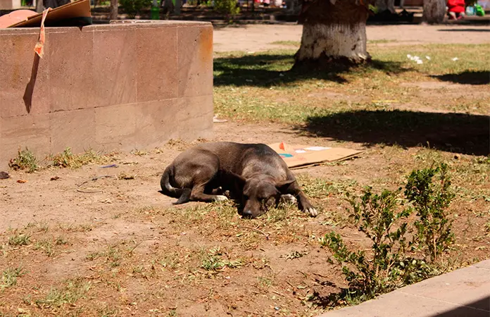 Habría en SLP 400 mil animales sin propietario