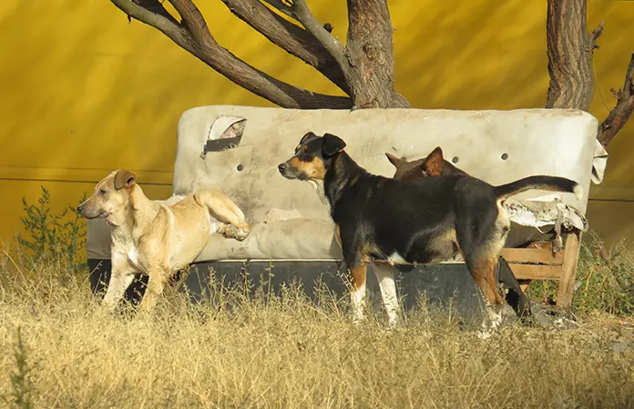 Video| Mordidas, otra cara del abandono de perros en la calle