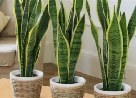 NASA identifica plantas purificadoras para aire interior