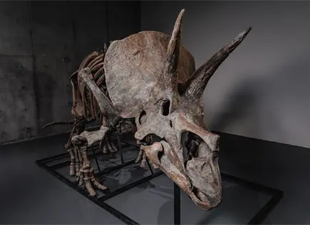 Subastan esqueleto de triceratops Trey en Wyoming