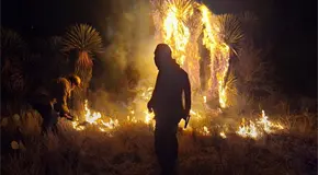 Incendio moviliza a corporaciones en Camino a Palomas, en SGS (video)