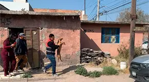 Salvan a tres caninos por probable maltrato animal