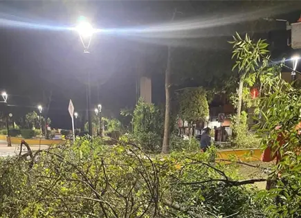 Al menos, cuatro &aacute;rboles ca&iacute;dos tras lluvia en la capital