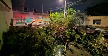 Lluvias provocan ca&iacute;da de &aacute;rboles en la capital