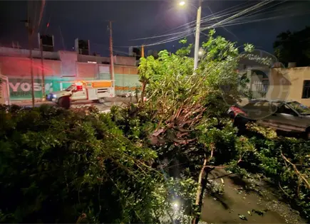 Lluvias provocan ca&iacute;da de &aacute;rboles en la capital