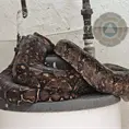 Hallan serpiente pit&oacute;n en vivienda de colonia B. Anaya