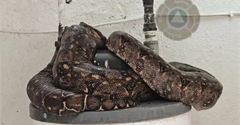 Hallan serpiente pit&oacute;n en vivienda de colonia B. Anaya