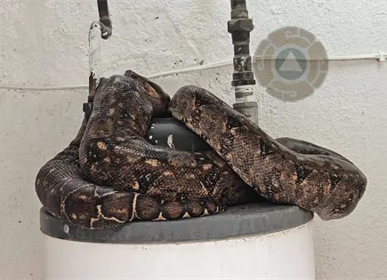 Hallan serpiente pit&oacute;n en vivienda de colonia B. Anaya