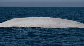 Avistan ballena azul albina en Bah&iacute;a de Loreto