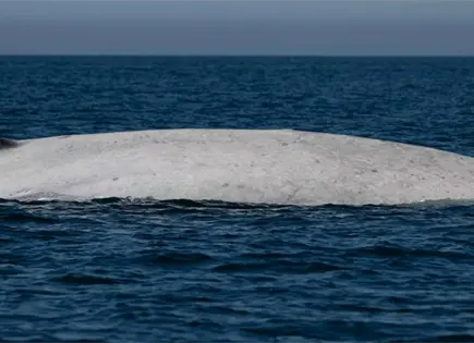 Avistan ballena azul albina en Bah&iacute;a de Loreto