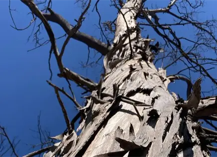 Ayuntamiento espera plazo para retiro de &aacute;rboles en Morales