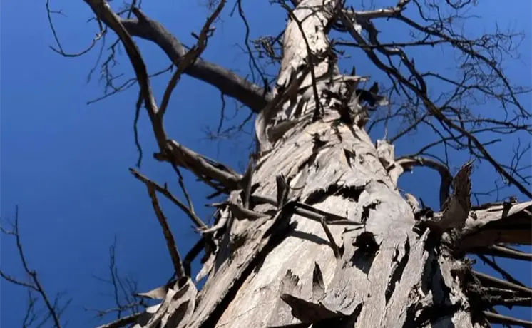 Ayuntamiento espera plazo para retiro de &aacute;rboles en Morales