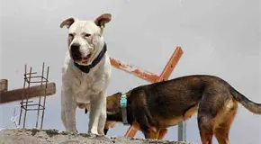 Persiste el maltrato animal en San Luis