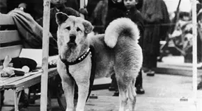 Hachiko: 91 a&ntilde;os del perro que esper&oacute; hasta el final