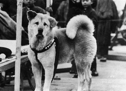 Hachiko: 91 a&ntilde;os del perro que esper&oacute; hasta el final