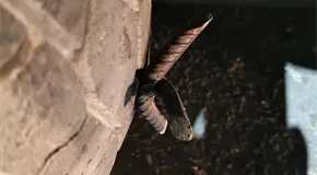 Ponchallantas causan da&ntilde;os en varios veh&iacute;culos en Valles