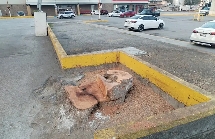 Aplicarán una severa multa por tala de árbol