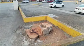 Dan permiso para podar &aacute;rbol... y lo talan completo en Valles