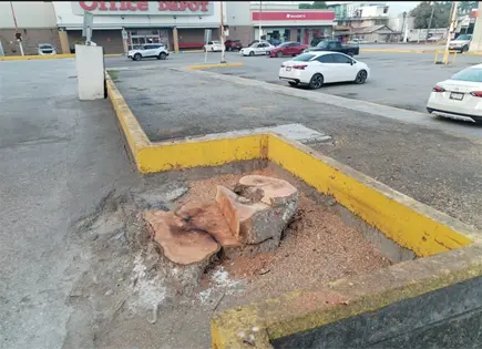 Dan permiso para podar &aacute;rbol... y lo talan completo en Valles