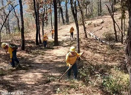 Frenan incendios con brechas cortafuego en Mesa Ancha