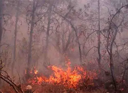 Incendios provocados alcanzan hasta 15 a&ntilde;os de prisi&oacute;n: JGTS
