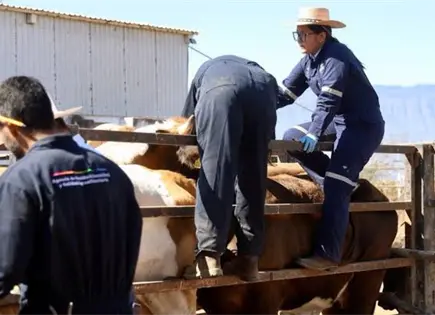 Refuerzan vigilancia sanitaria en ganado de la Huasteca